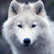 Avatar for AprilNEA from gravatar.com