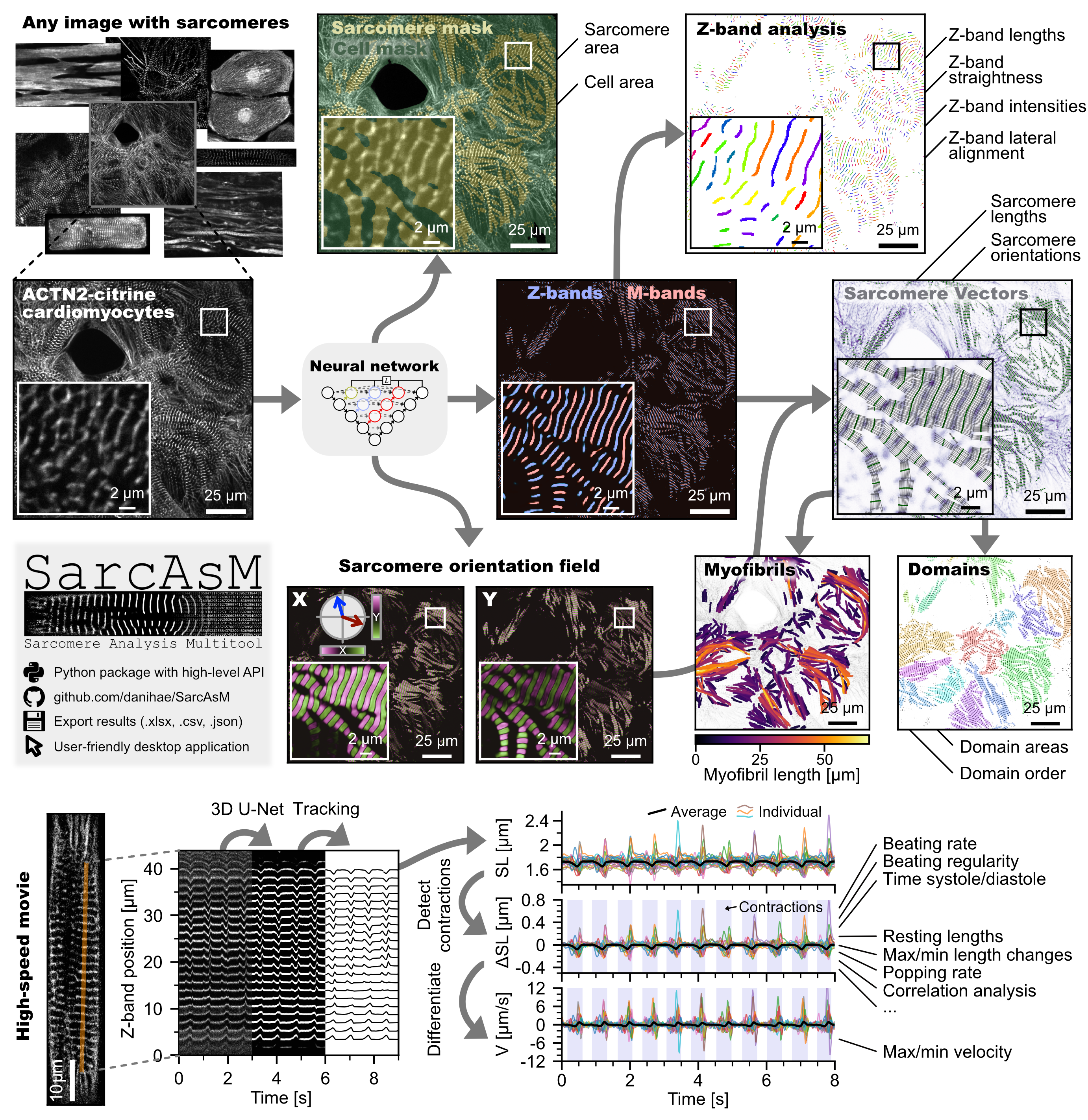 Graphical abstract