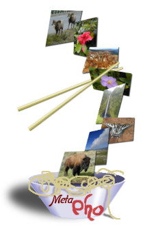 Icon for metapho: a noodle bowl with chopsticks pulling out a string of images