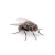 Avatar for mosca from gravatar.com