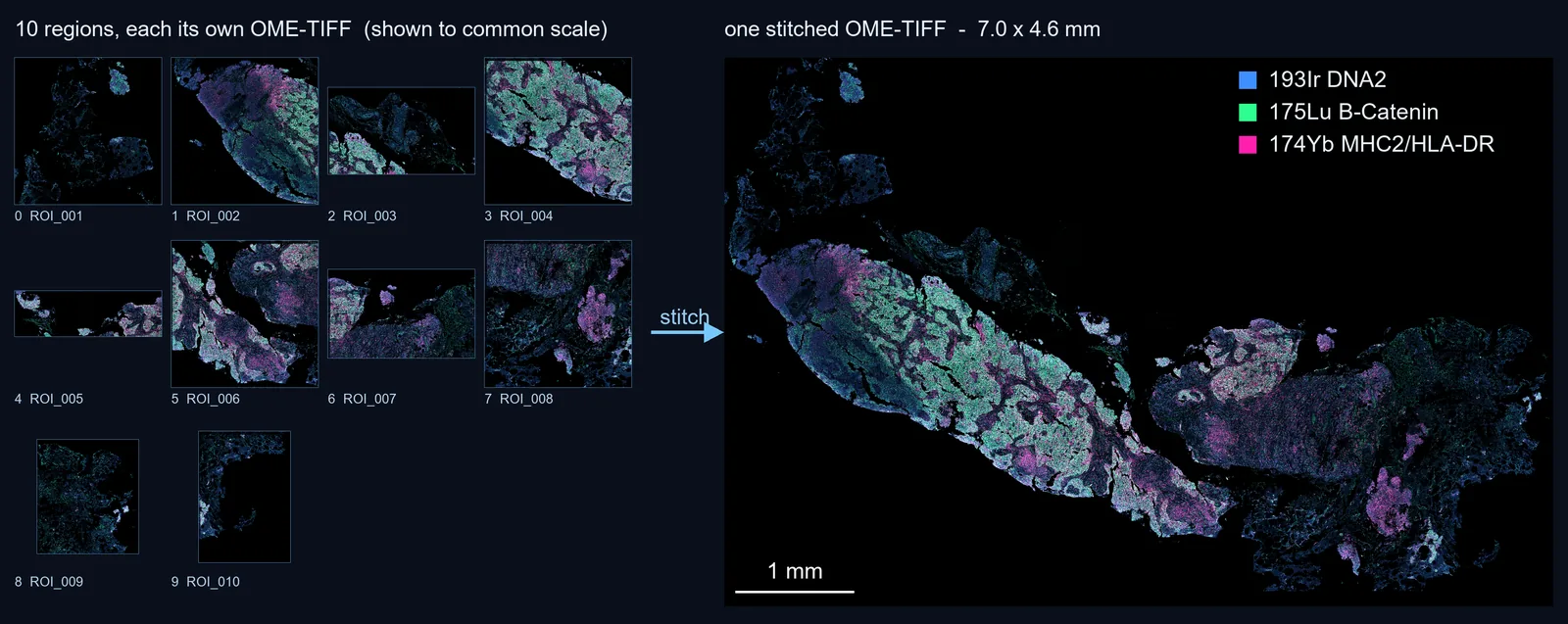 Ten per-region OME-TIFFs and the stitched canvas