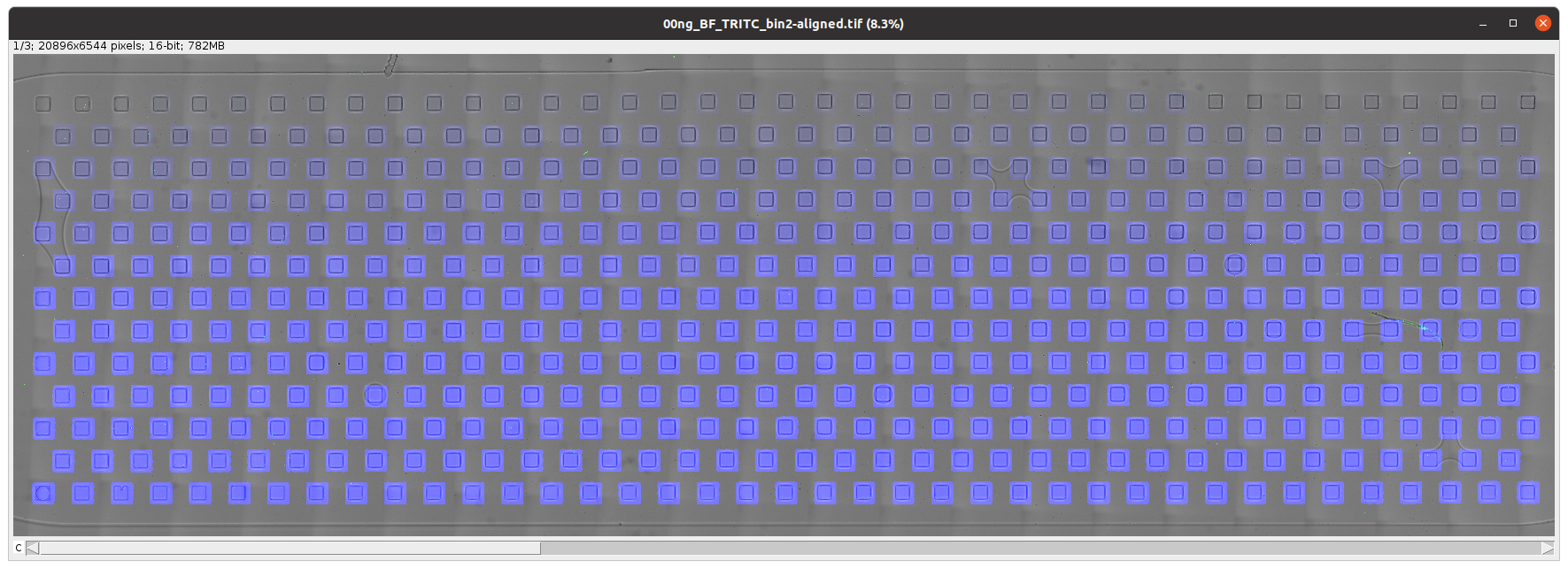 Screenshot of 00ng_BF_TRITC_bin2-aligned.tif