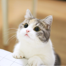 Avatar for klauswong from gravatar.com