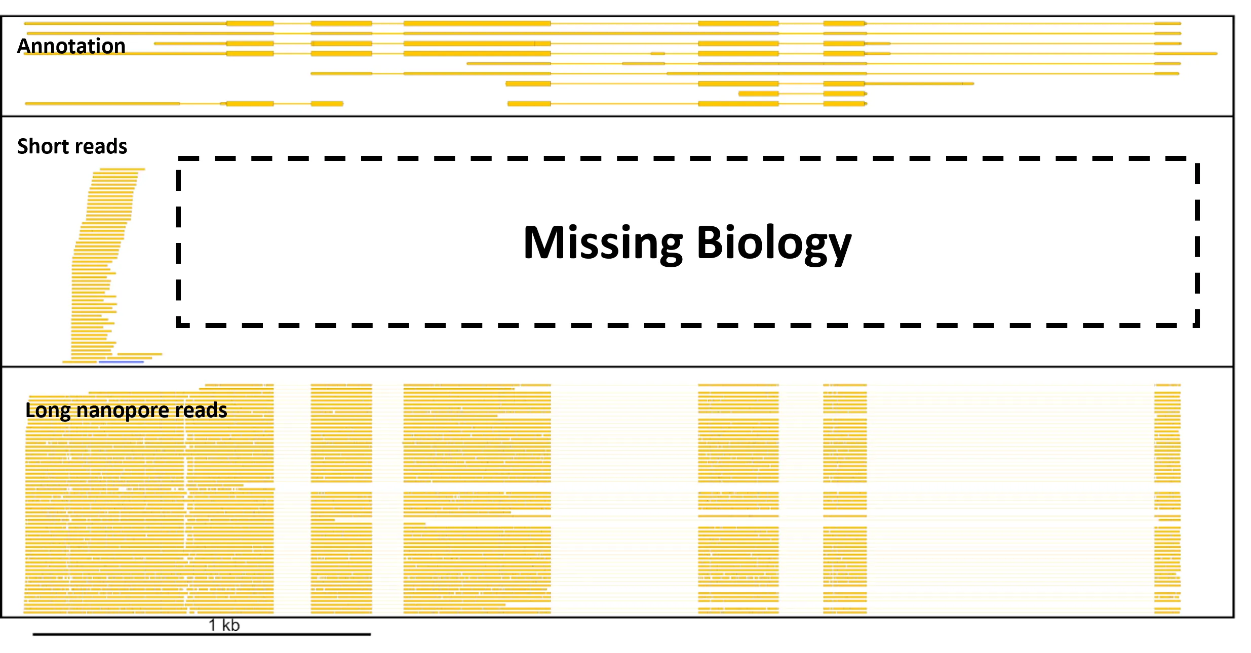 long_read_scRNAseq_intro