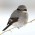 Avatar for shrike from gravatar.com