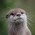 Avatar for codechrl from gravatar.com