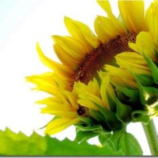 Avatar for Ly Kim Quyen from gravatar.com