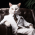 Avatar for uselessscat from gravatar.com