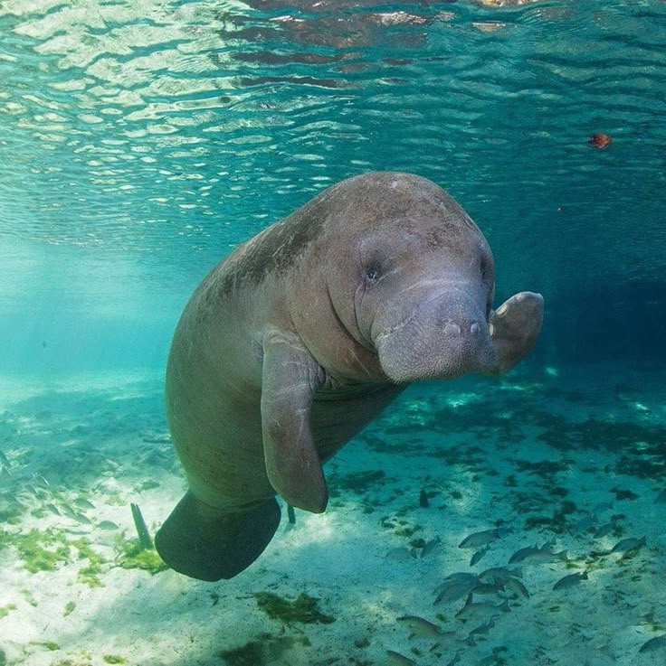 manatee