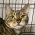 Avatar for tani-cat from gravatar.com