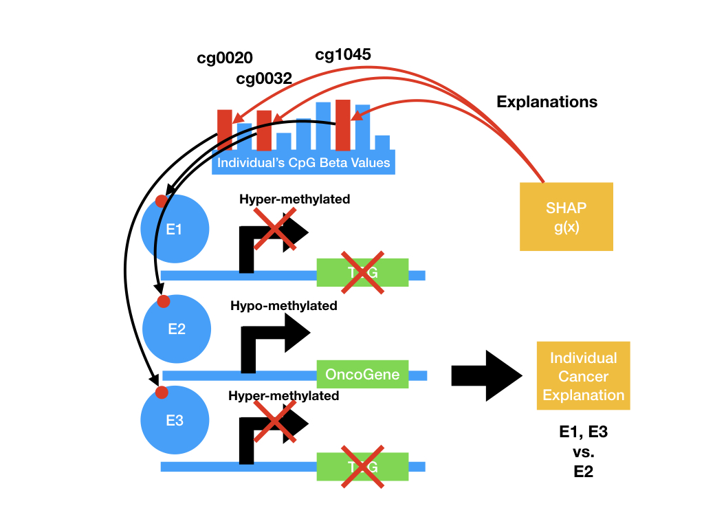 MethylNetPresentationSpring2019Lab 005