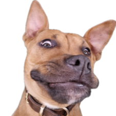 Avatar for GravyToast from gravatar.com