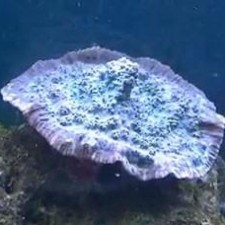 Avatar for nbhosting from gravatar.com