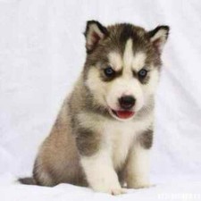 Avatar for Maples7 from gravatar.com