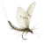 Avatar for mayfly from gravatar.com