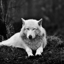 Avatar for Leonardo Saurwein from gravatar.com