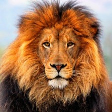 Avatar for Daniel Salvadori from gravatar.com