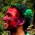 Avatar for ashisays from gravatar.com