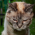 Avatar for vovaman from gravatar.com