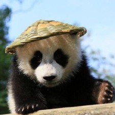 Avatar for pengkui from gravatar.com