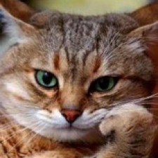 Avatar for Maksim Grafskiy from gravatar.com