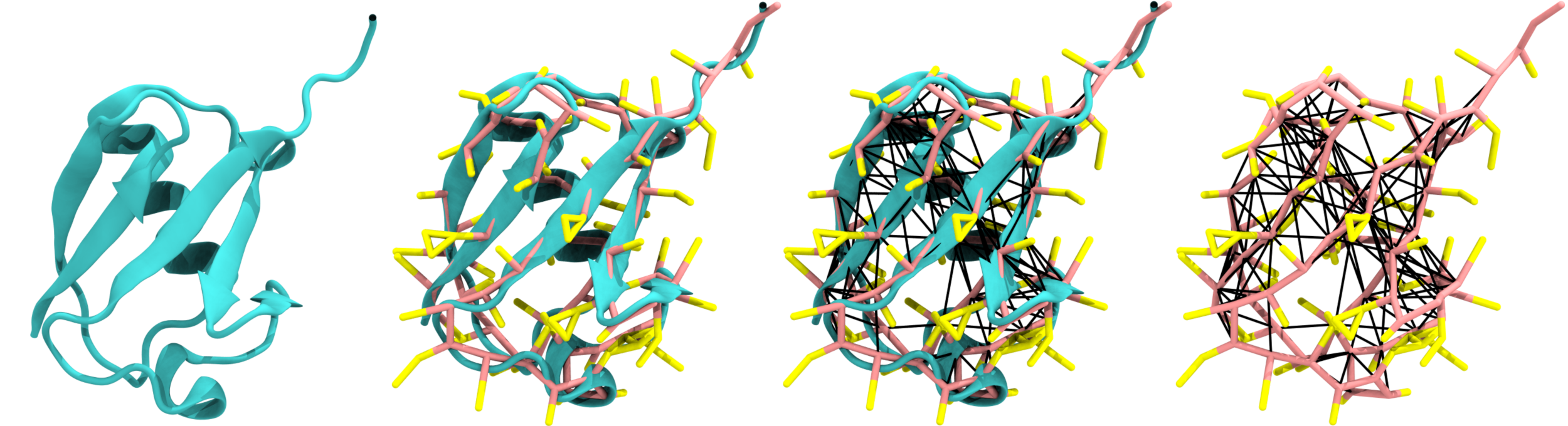 Martinizing a protein (Ubiquitin, PBD: 1UBQ) and visualising its elastic network. left to right: atomistic representation of the protein. Martini representation of the protein overlaid on the atomistic one, showing the direct backbone and side chain. Martini representation of the protein overlaid on the atomistic one, showing all bonds, with the elastic network in black. Martini representation of the protein, showing all bonds.