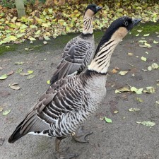 Avatar for Jonathan Yong from gravatar.com