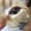 Avatar for mosuka from gravatar.com