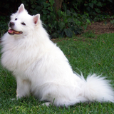 Original dog input
