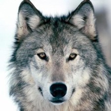 Avatar for arcticfoxnv from gravatar.com