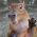 Avatar for hypnocapybara from gravatar.com