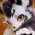 Avatar for FolwWolf from gravatar.com