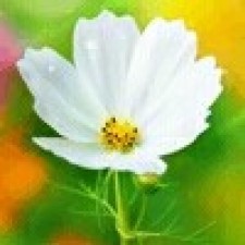 Avatar for wjx0912 from gravatar.com