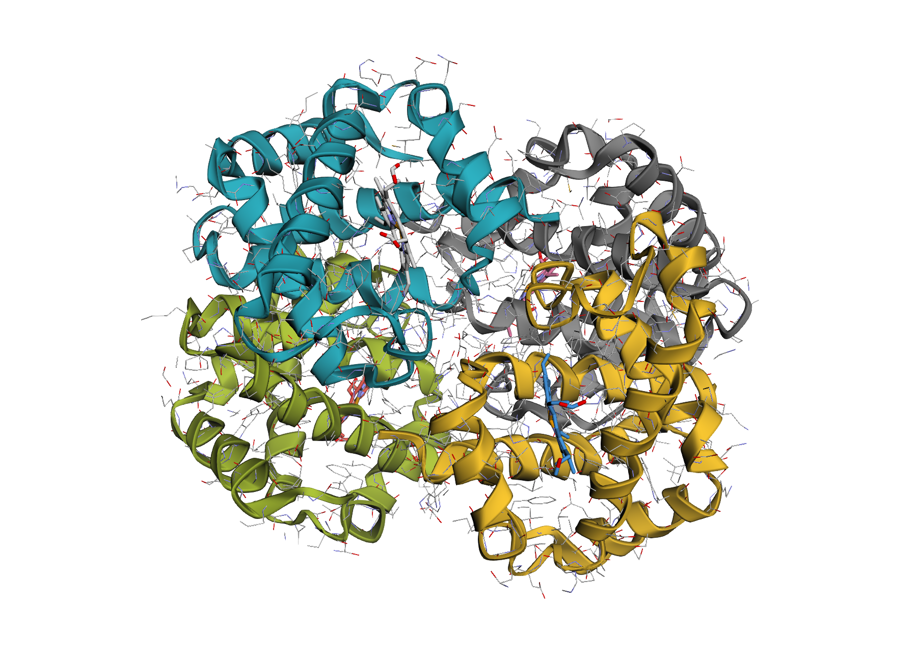 Chain-coloured cartoon rendering of hemoglobin