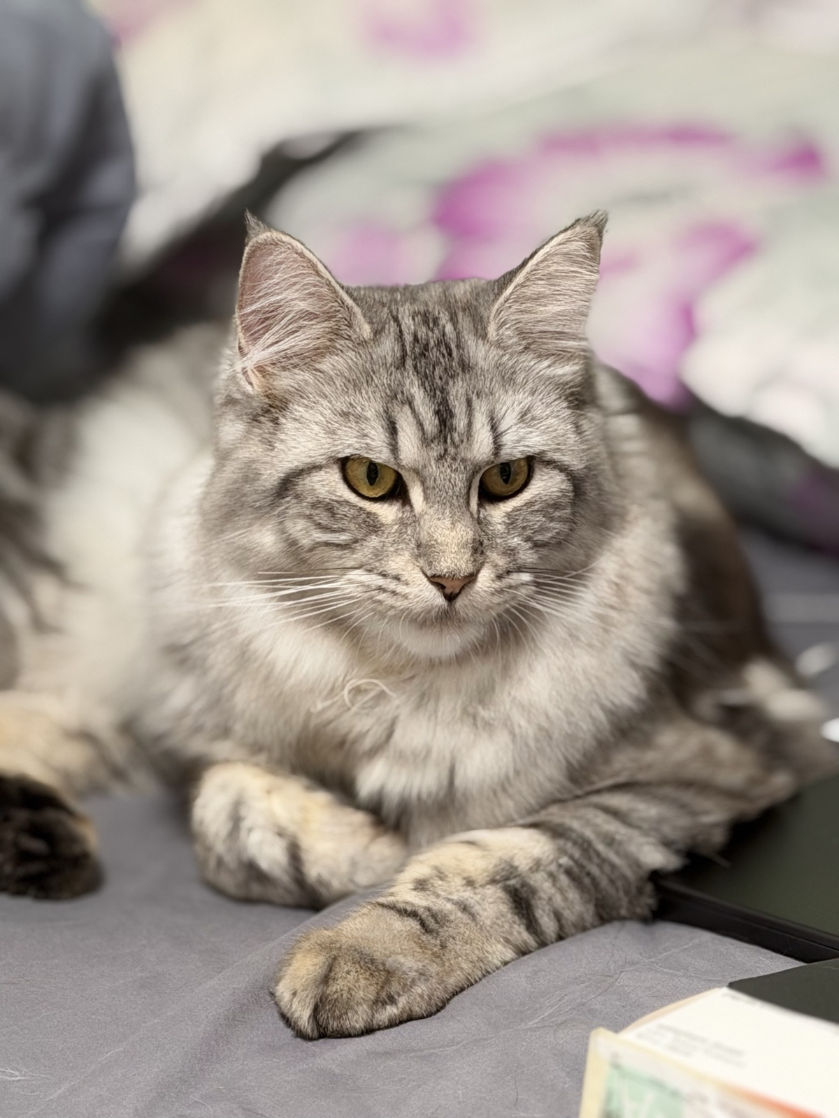 Vanilla, our Maine Coon cat