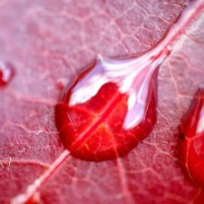 Avatar for koyo922 from gravatar.com