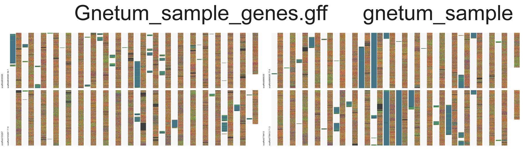 Gnetum montanum Annotation