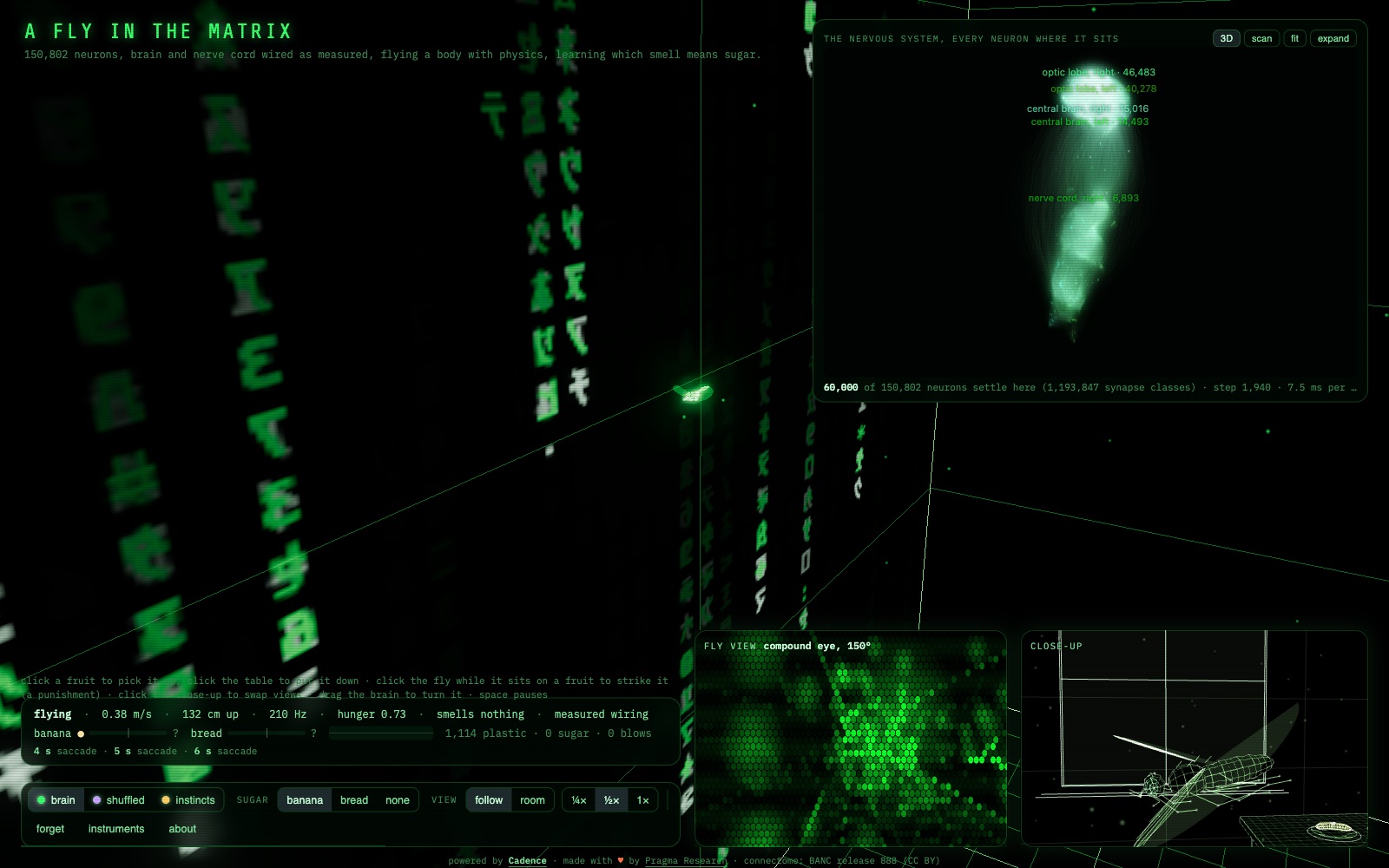 A fly in the Matrix: the whole nervous system of a fruit fly flying a body through a wireframe room