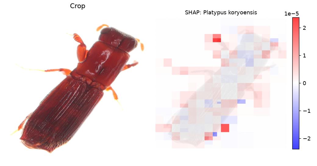 SHAP explanation