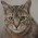 Avatar for mikoim from gravatar.com