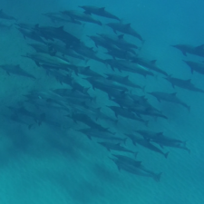 Avatar for Humphrey Williams from gravatar.com