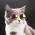 Avatar for dankkom from gravatar.com