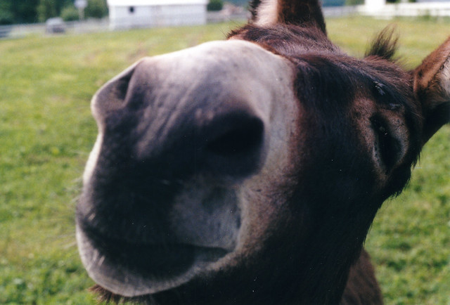 "donkey kiss" image by wgdavis (CC BY-NC-SA 2.0)