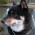Avatar for BasKoning from gravatar.com