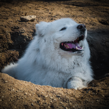 Avatar for Michael de Gans from gravatar.com