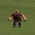 Avatar for theveryheavy from gravatar.com