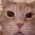Avatar for codesft from gravatar.com