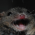 Avatar for hashfastr from gravatar.com
