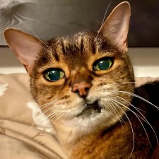 Avatar for slippycheeze from gravatar.com