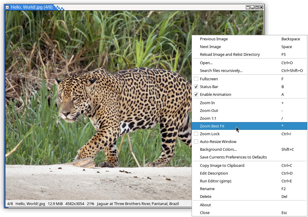 Screenshot. Jaguar picture by Charles J. Sharp on Wikipedia